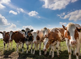 Kinderopvang De Verbinding krijgt bezoek van een kudde koeien 